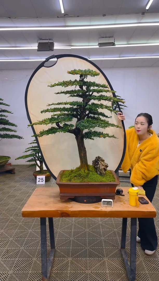 无花朵高端盆景一物一拍