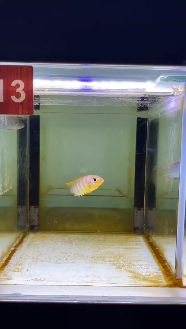 海水鱼三湖慈鲷人工