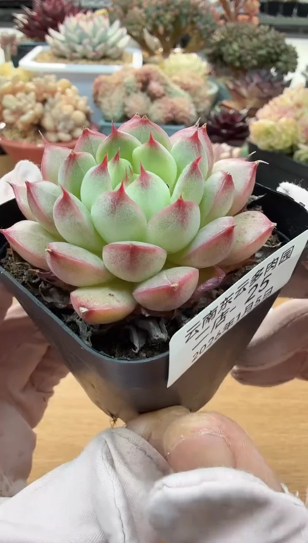 东云多肉园二店-25