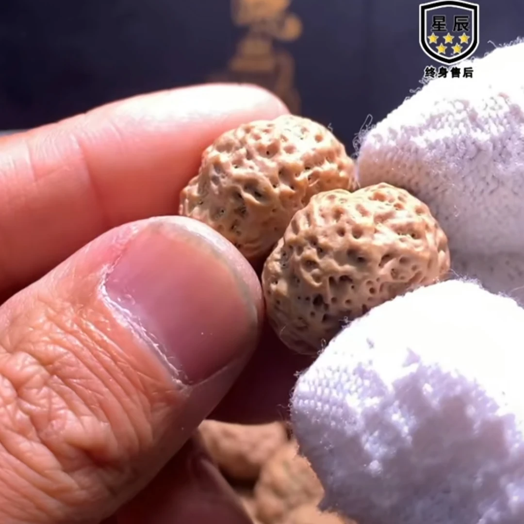 「高山籽板王」2025新籽尼泊尔大金刚菩提