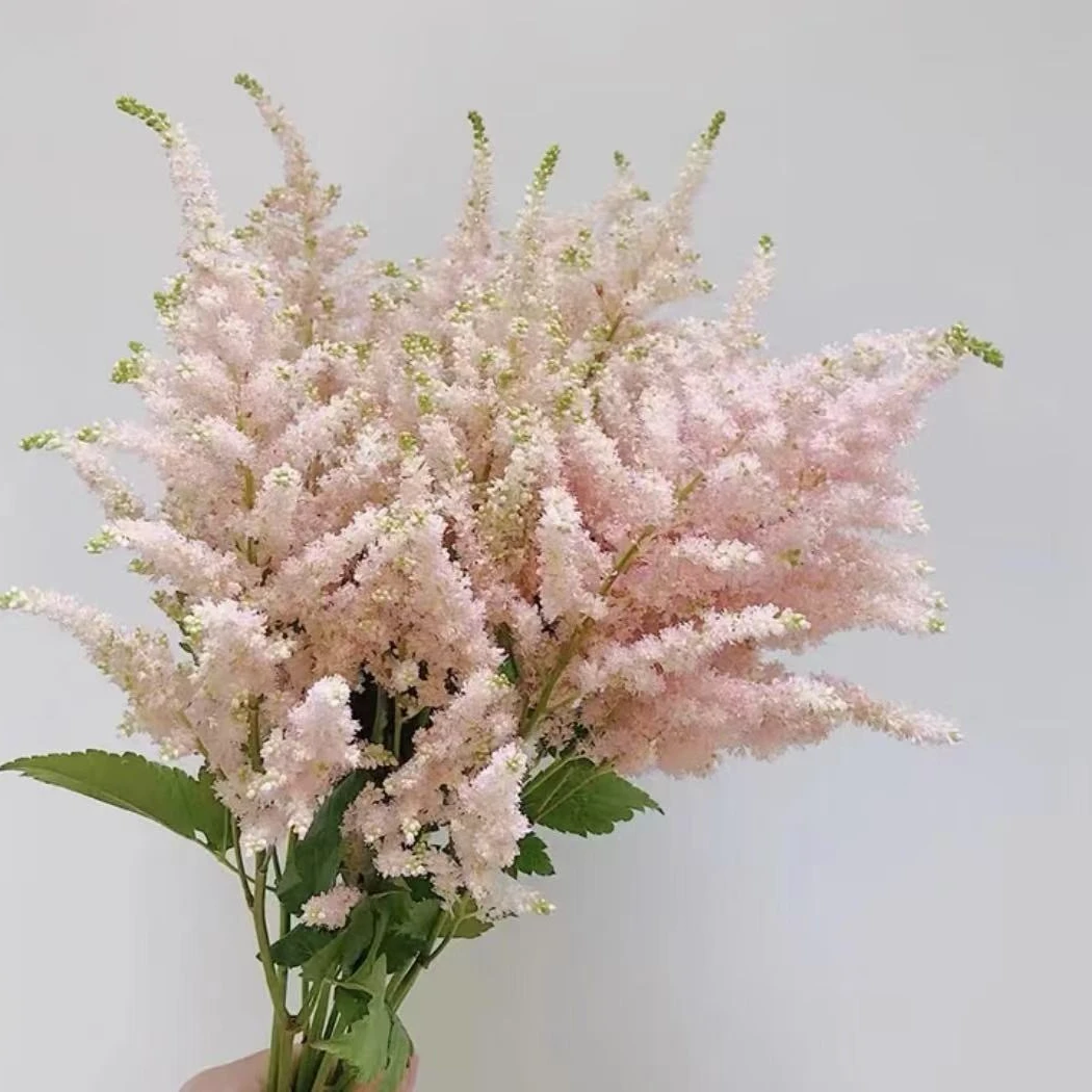 络新妇~进口花材（任满3单顺丰空运包邮）10%不售后