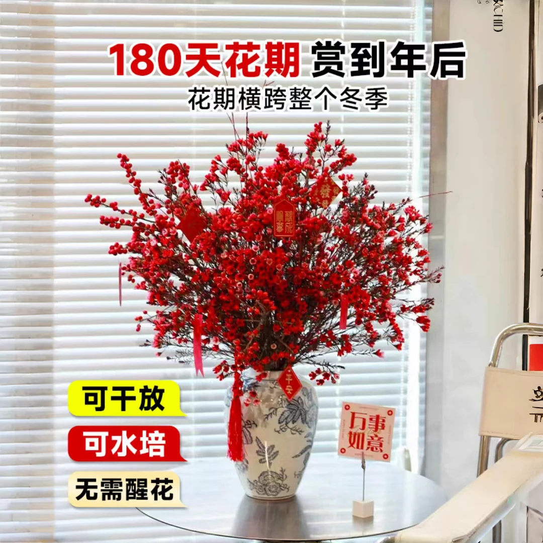 次日达 红色腊梅一束澳洲腊梅鲜切花（今天拍明天到任意两单包邮）