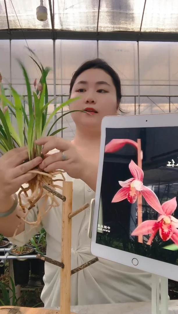 当前无花朵，栽培后可花朵天**清市长红20+25