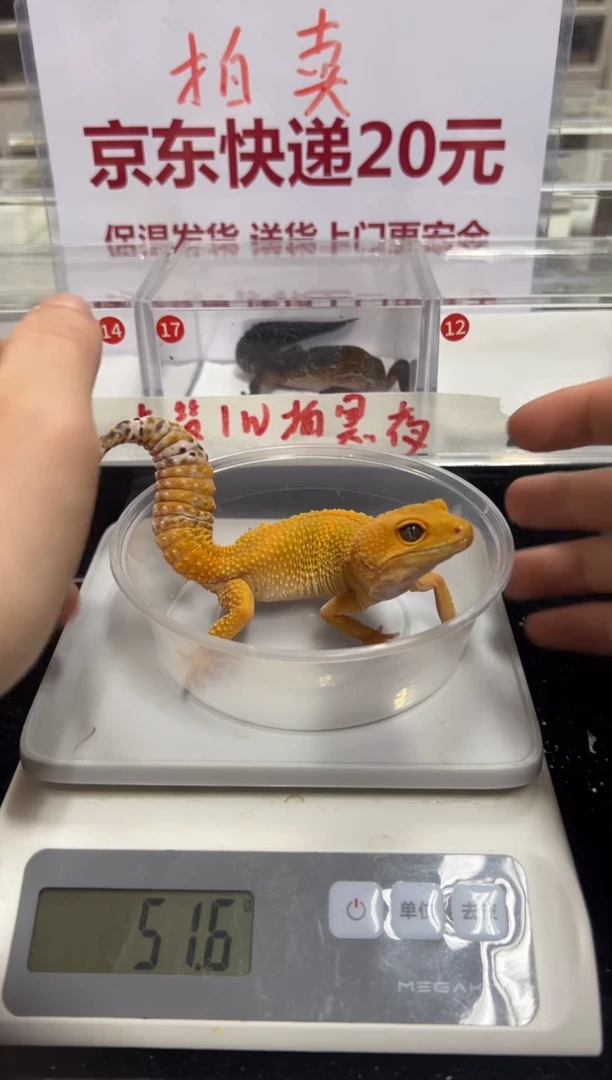 豹纹守宫111111111