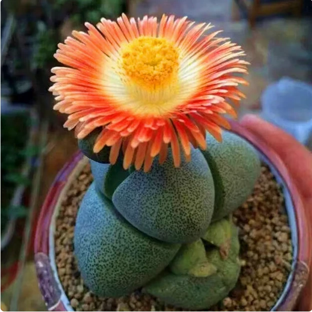 小元宝帝玉多肉植物尺寸3厘米左右