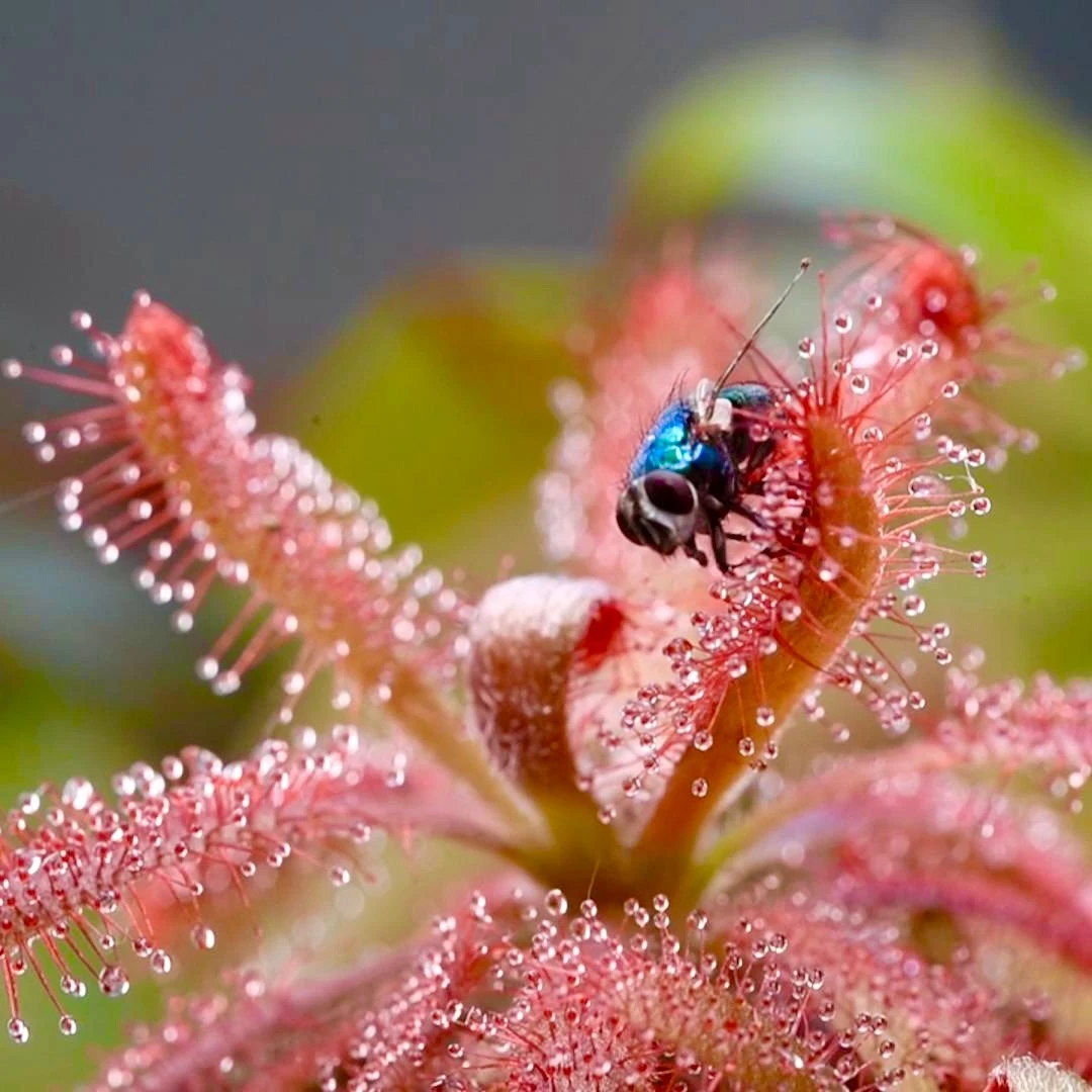 店铺直播（备用）混合瓶子草茅膏菜捕蝇草（直播拍）