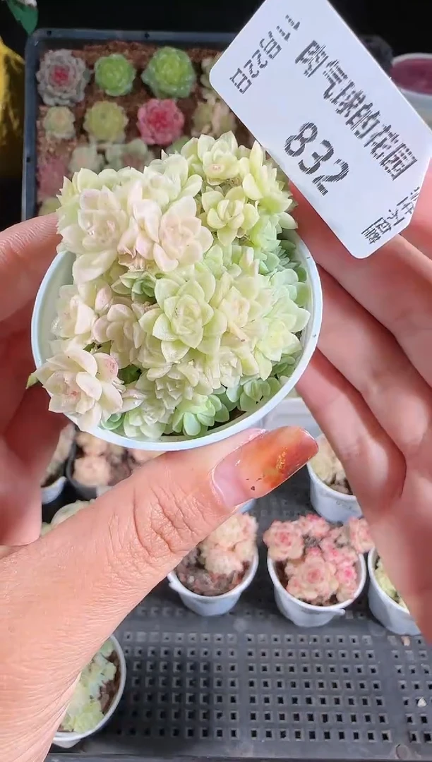 1122-832群生不包整