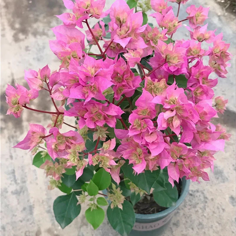 【新疆包邮】重瓣粉三角梅品种开花阳台庭院