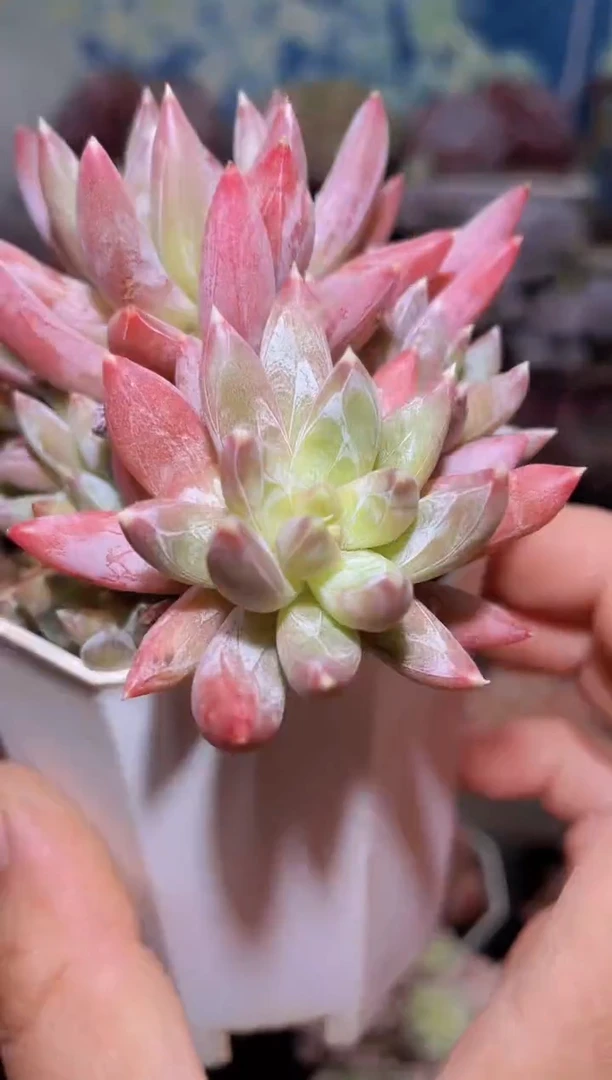 【闪购商品】335羽毛美人多肉