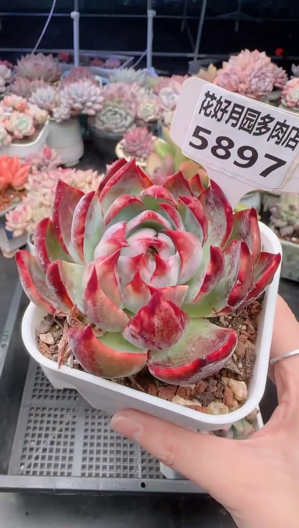 【闪购商品】5897惊鸿