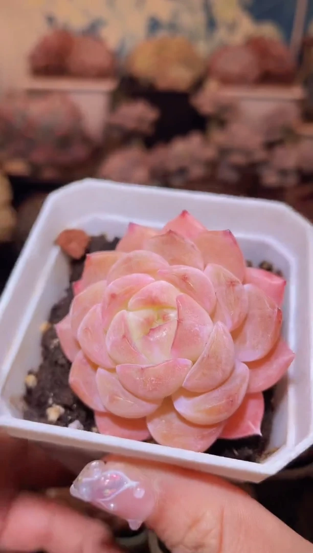 【闪购商品】222淡颜