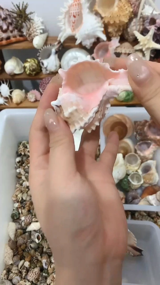 粉骨天然海螺收藏手工摆件