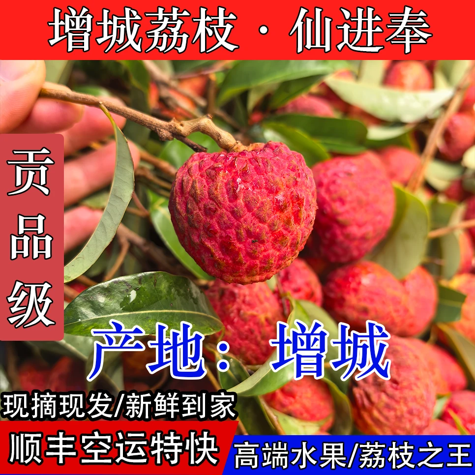 【福建.海南. 江西.广西】拍 增城仙进奉荔枝 现摘现发5斤/10斤顺丰