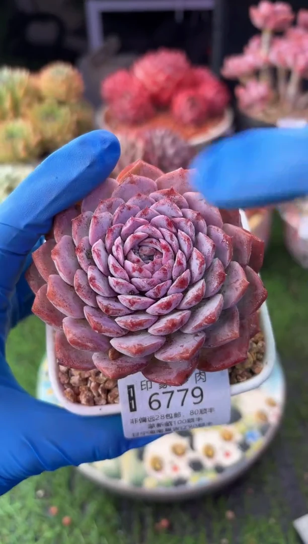 昆明印象多肉6779