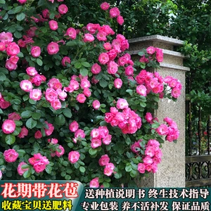 【1米5大苗】安吉拉蔷薇花苗藤本月季特大花爬藤植物四季开花卉盆栽