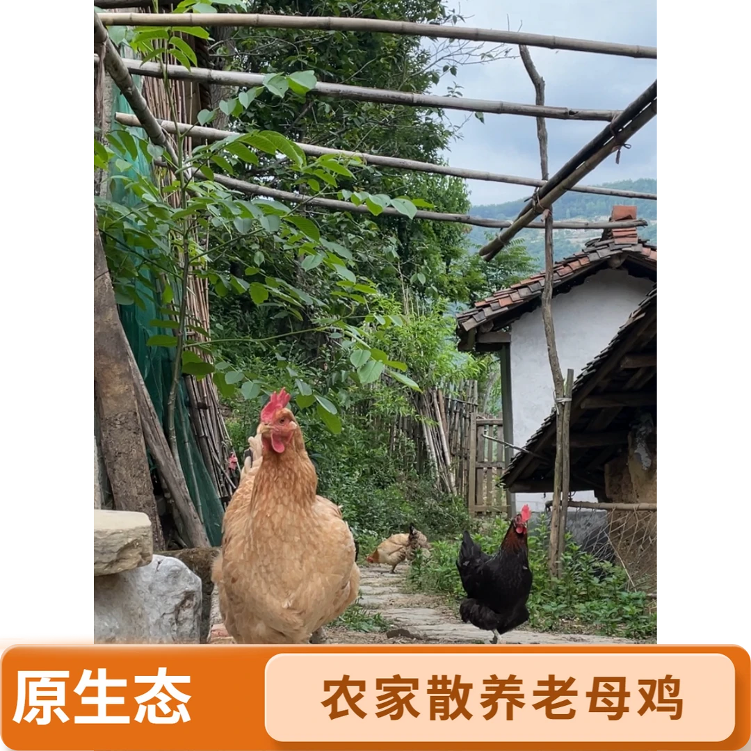 高山散养谷粮喂养老母鸡煲汤