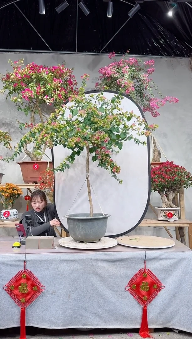 【闪购商品】盆景绿叶樱花