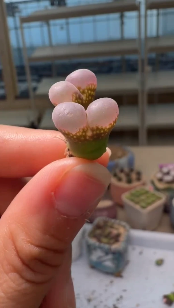 28-305多肉植物肉锥