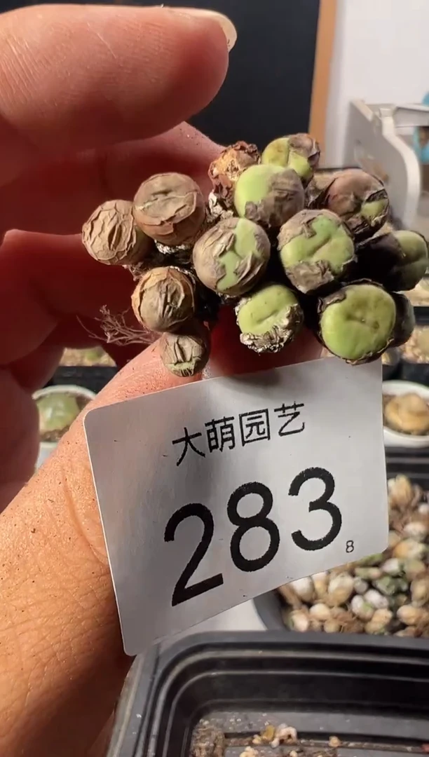 一物一拍          283