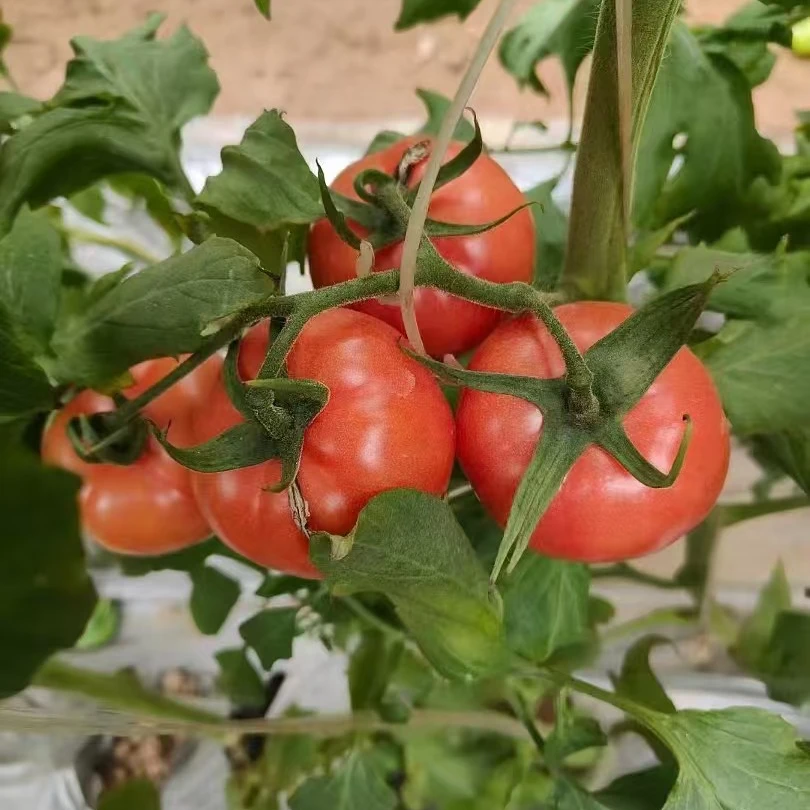 泾阳县普罗旺斯 产地直发酸甜爆汁水果西红柿 京东包邮