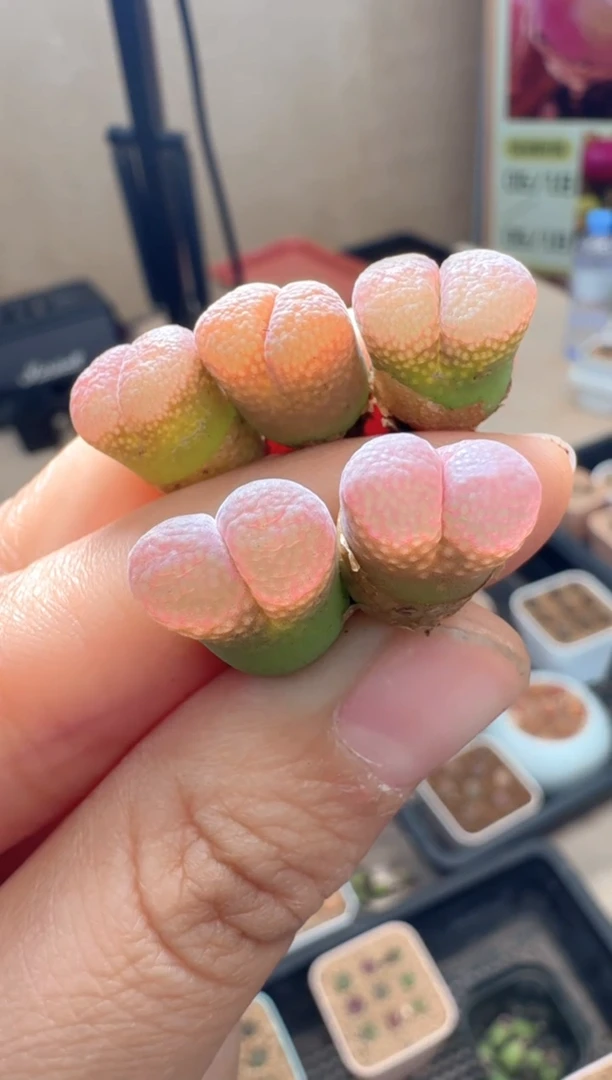 疯狂的多肉石头279粉芸苔一颗