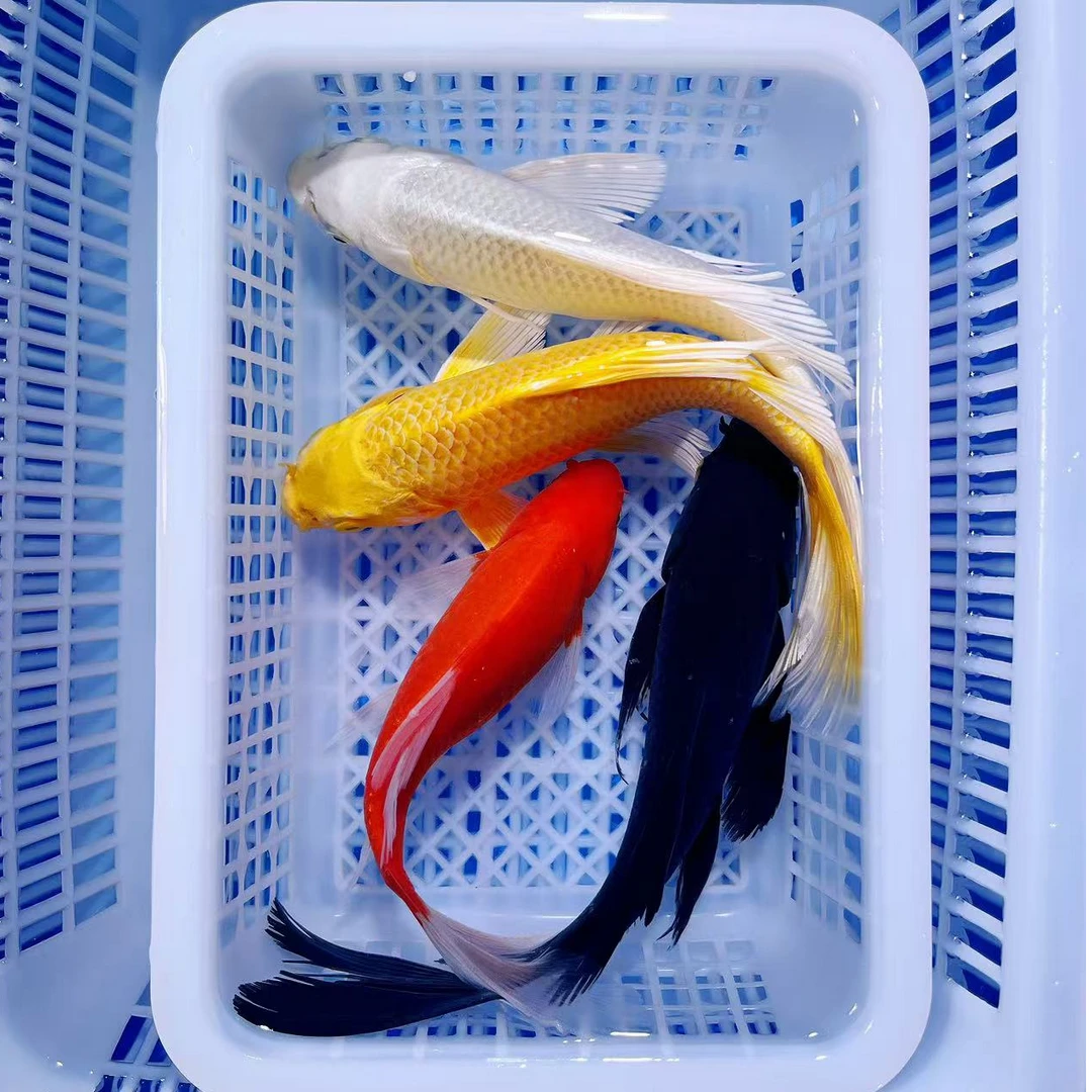 【四喜】1黄1红1白1黑12-16公分冷水观赏鱼好养耐活