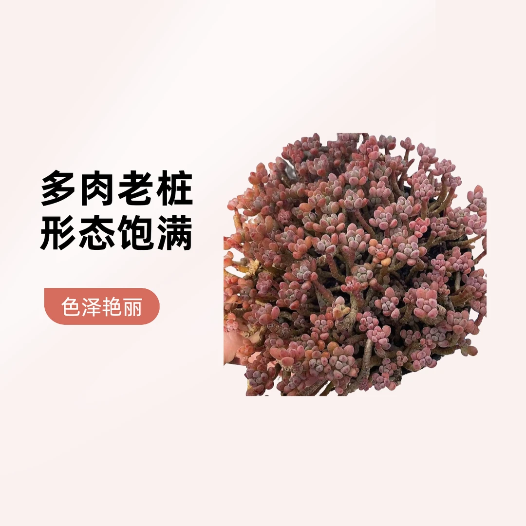 粉豆精灵  清香粉红老桩  熊猫多肉（满19包邮）庭院美观  净化空气