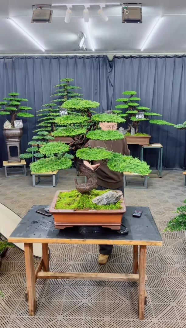 无花朵迎客松1111盆景