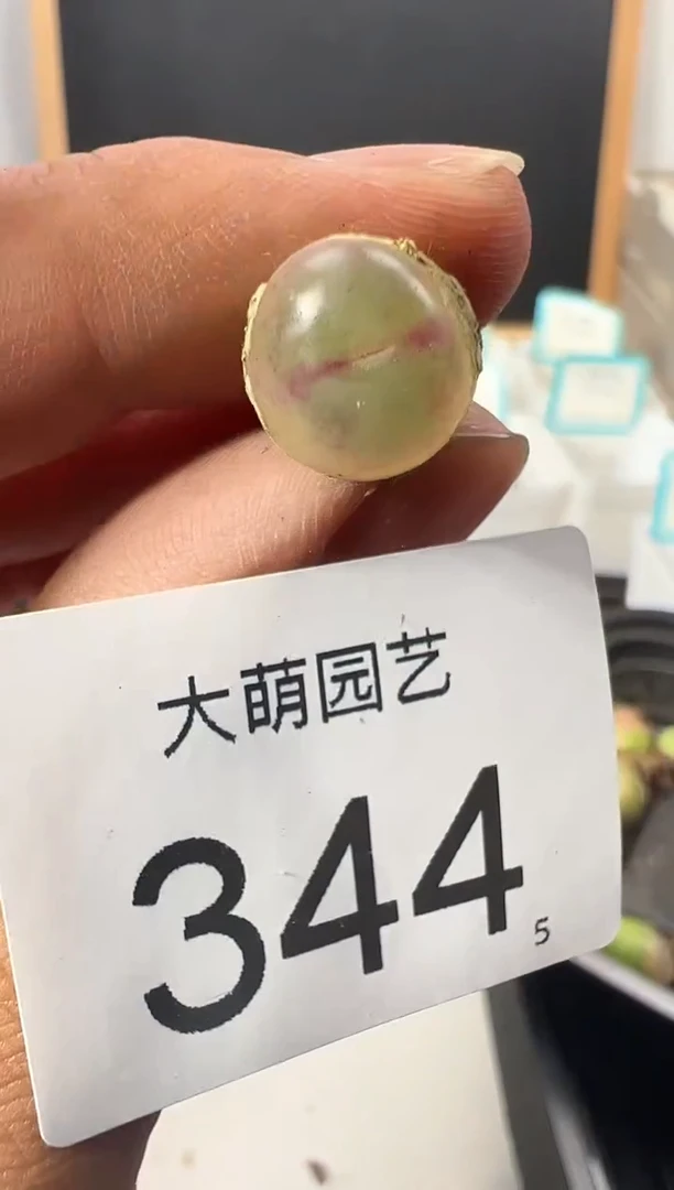 【闪购商品】++++344
