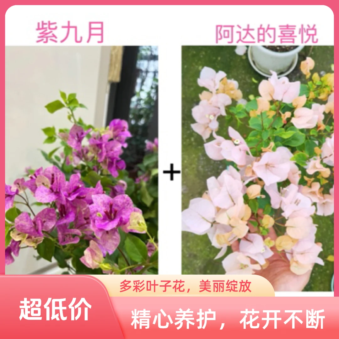 （阿达的喜悦+紫九月）稀缺组合到手2棵三角梅基地直邮不带花不带盆