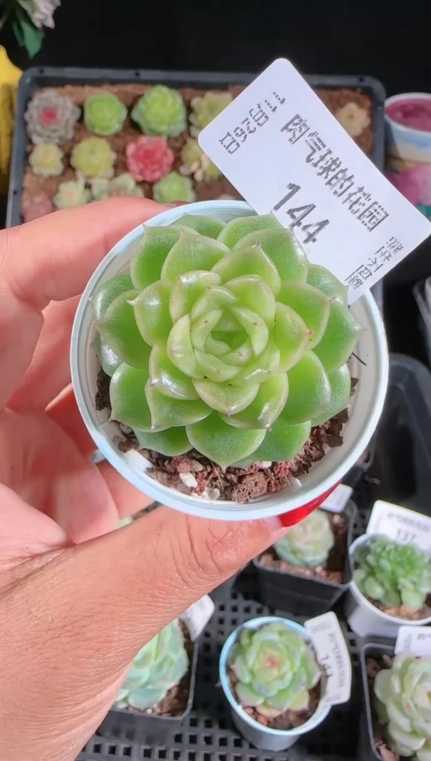 1126-144xx34群生不包整