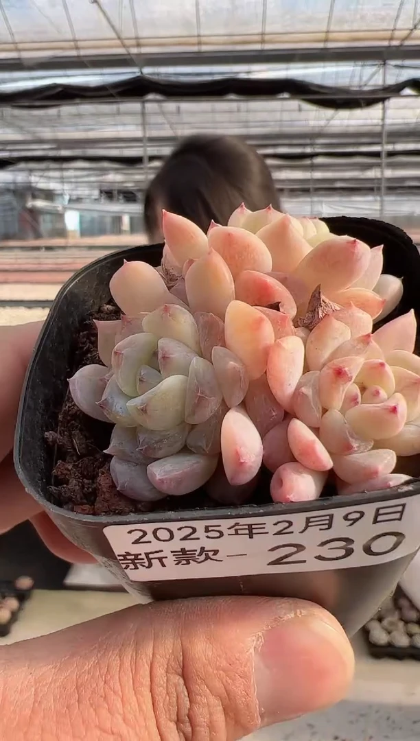 【闪购商品】新款多肉-230