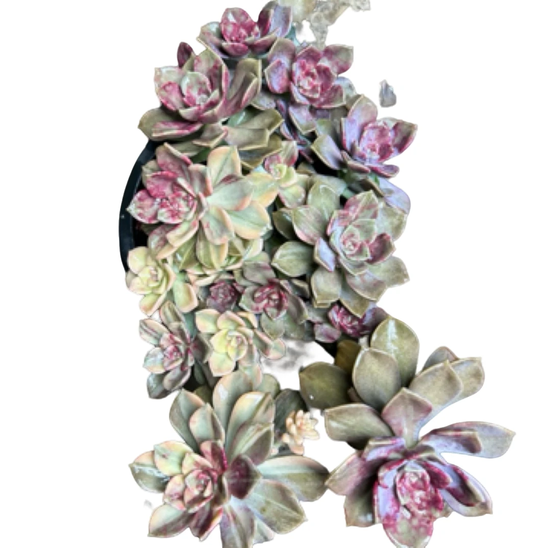 （紫乐锦飘枝）整装老桩飘枝盆栽盆景多肉