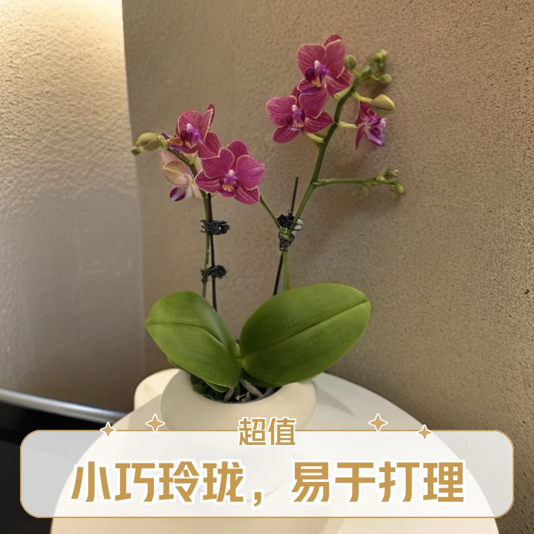 兰香韵【金边玲珑】蝴蝶兰，精致小花双花剑