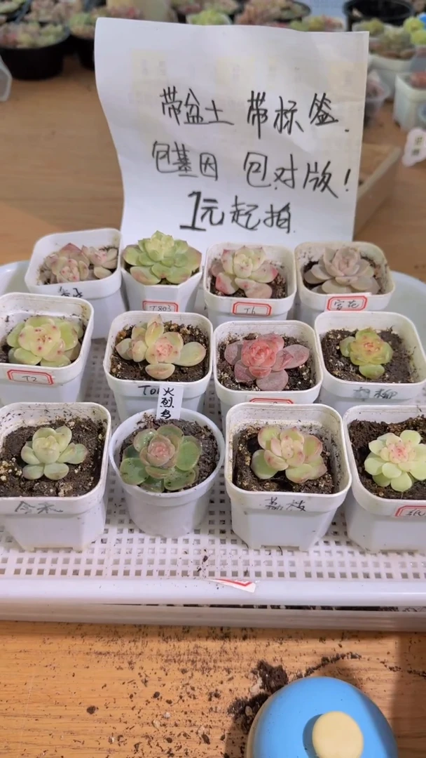 1033  五方组合12盆