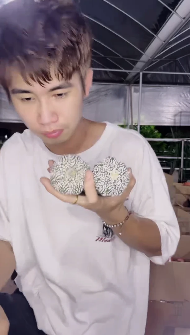 2颗 精品 超浓白兜 4-6cm 实生根