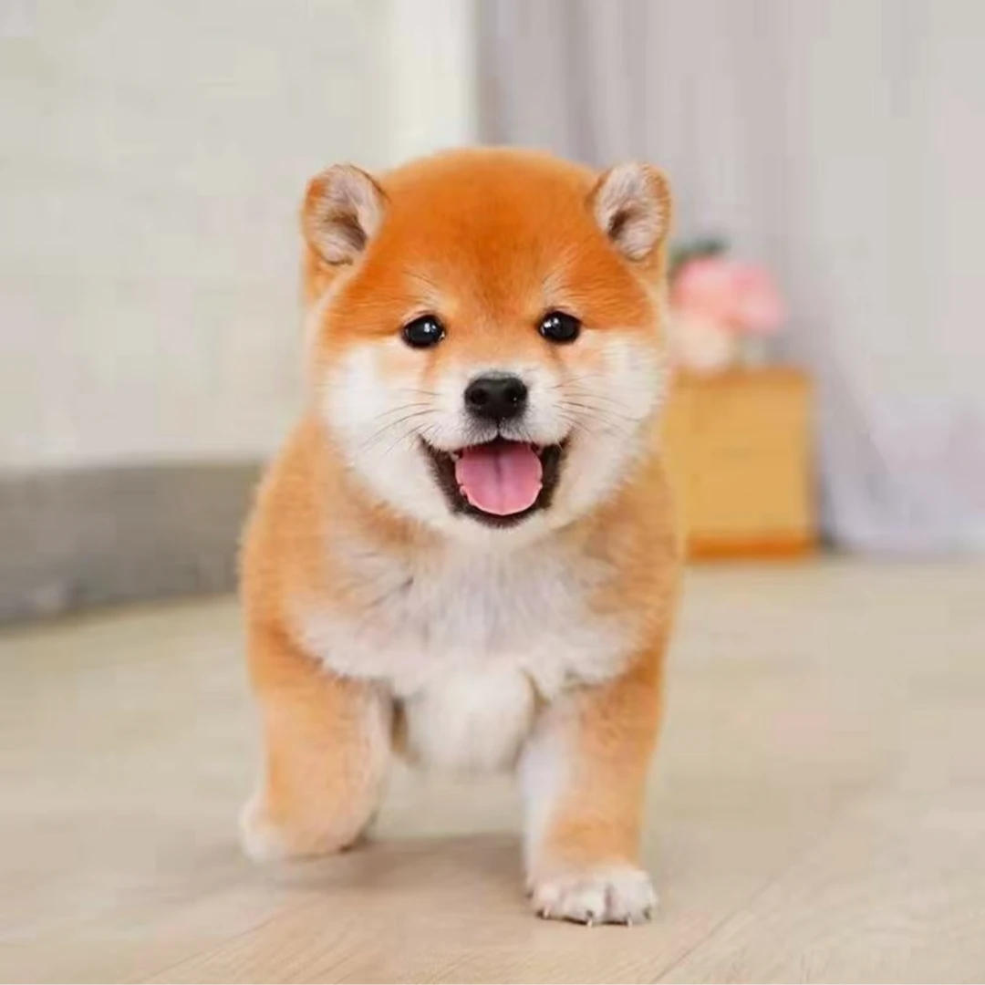 【多多乐柴犬舍】柴犬萌宠豆柴黑柴白柴幼犬活体宠物小型犬