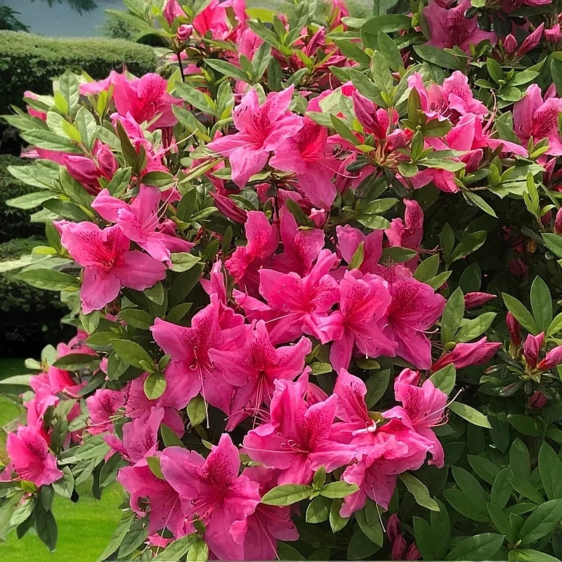 【兰花雨】四季稀有品种杜鹃带花苞室内外