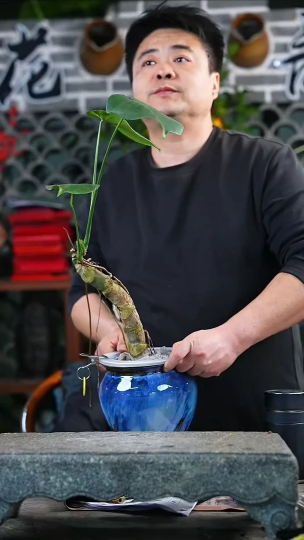 完全开放龟背459+