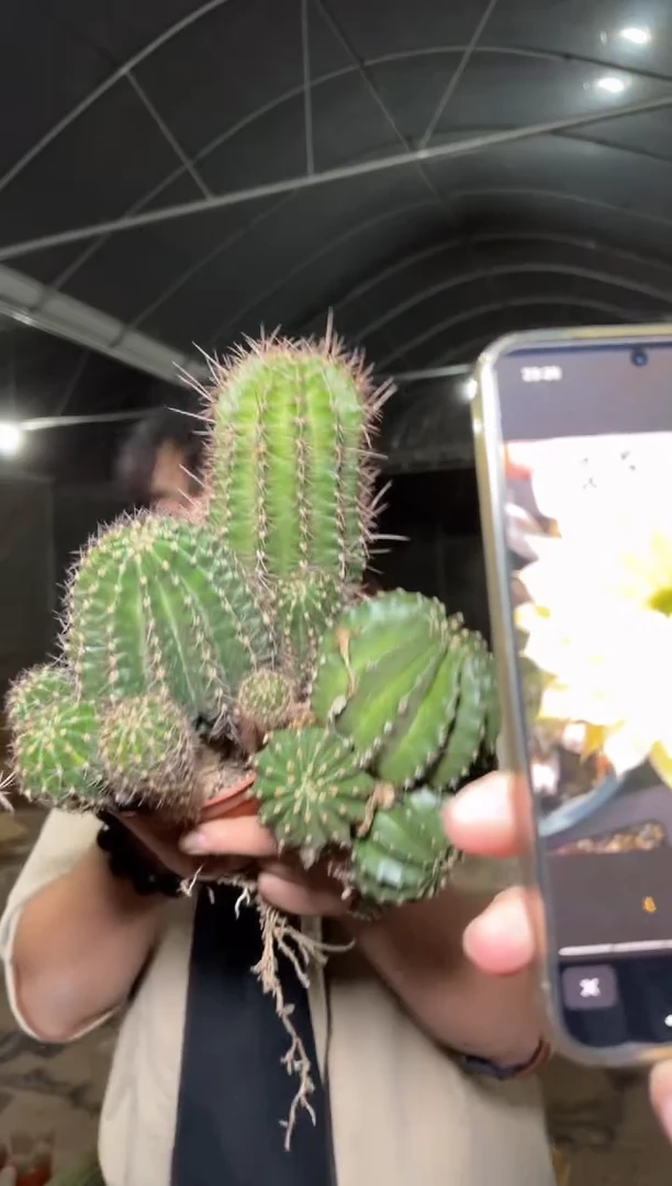 3颗 大金刚彩草杂交 不指定带崽