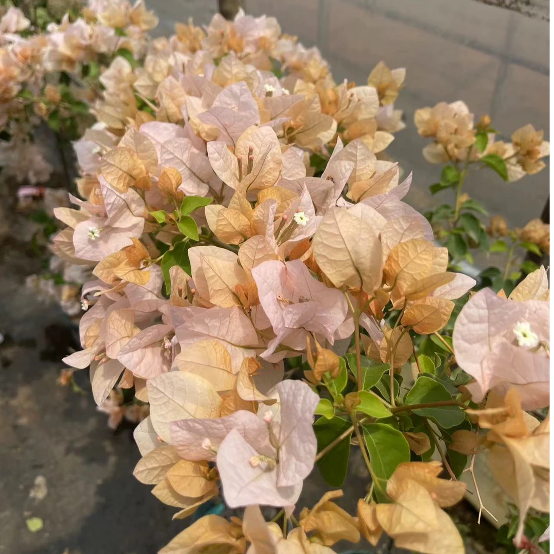 佰梅园 嫡公主三角梅扦插袋苗