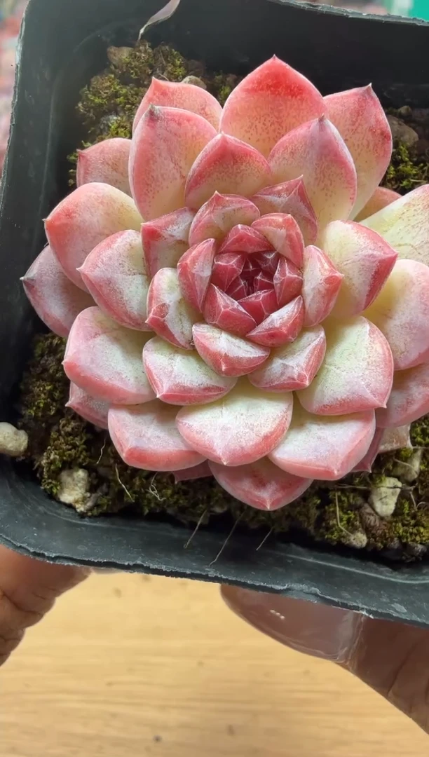 东云多肉园二店-18