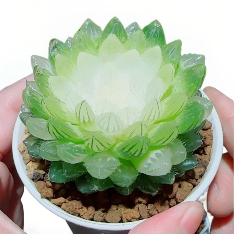 【大号宝莲灯】玉露十二卷多肉植物好养包邮