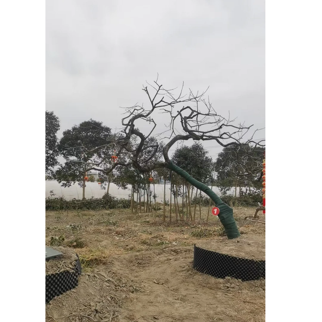 绿植造型树观赏绿植