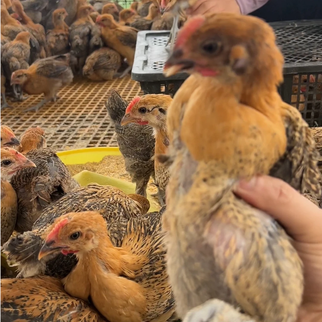 【2】青脚麻羽绿壳蛋鸡宠物鸡