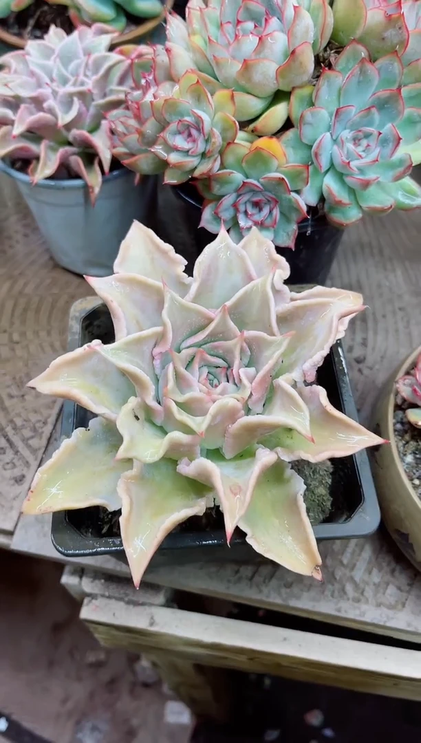?****️24023多肉植物一物一拍