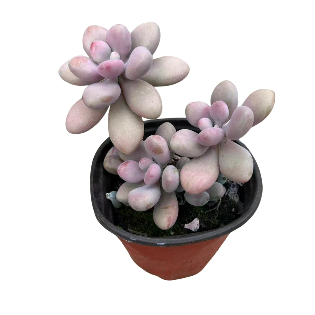 桃蛋多肉植物（满18包邮直播间展示为准）