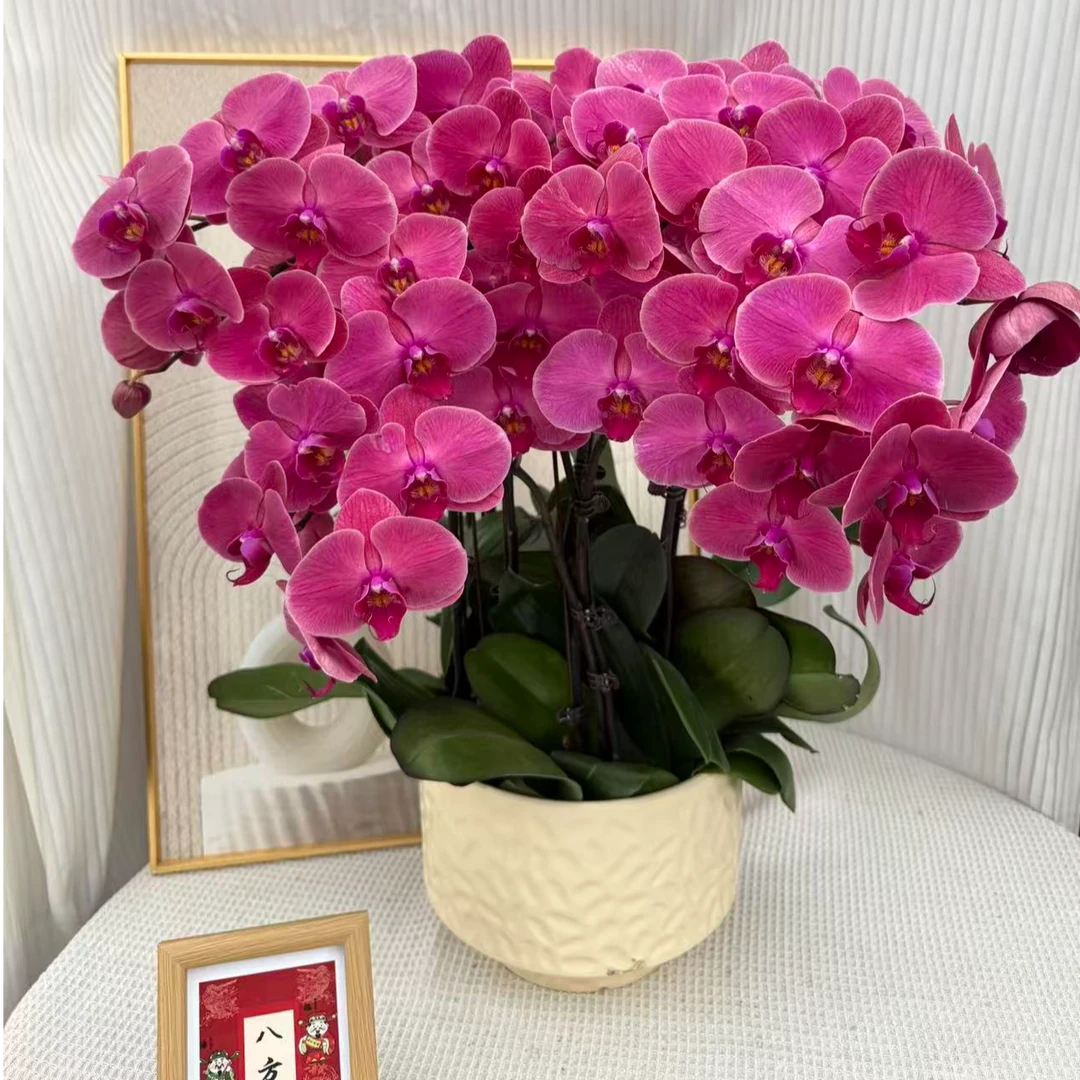 新岁常安《吉祥如意》正红色系室内摆放精致组盆送人送礼基地直发