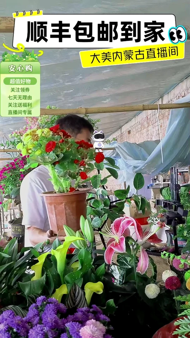完全开放红黄海棠