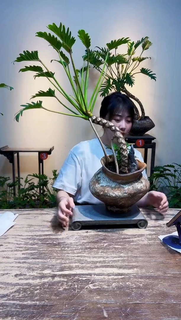 无花朵梅**?龙鳞小天使338